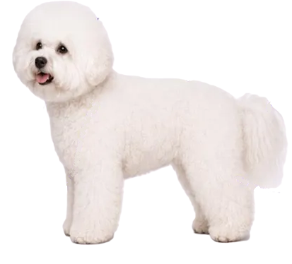 bichon1
