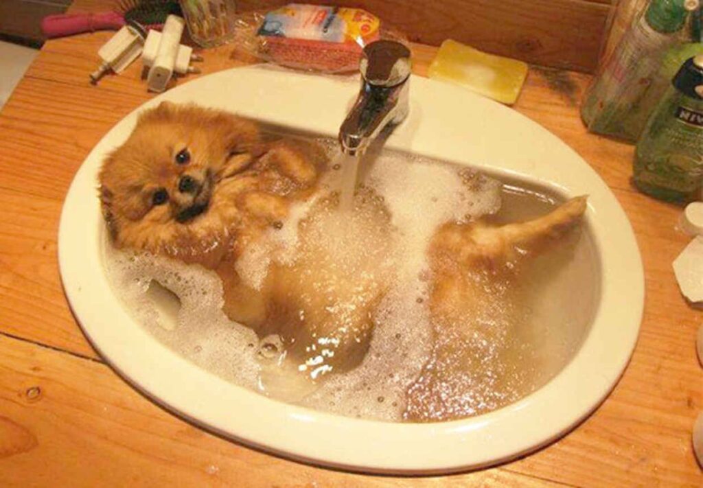 dog in bath 6