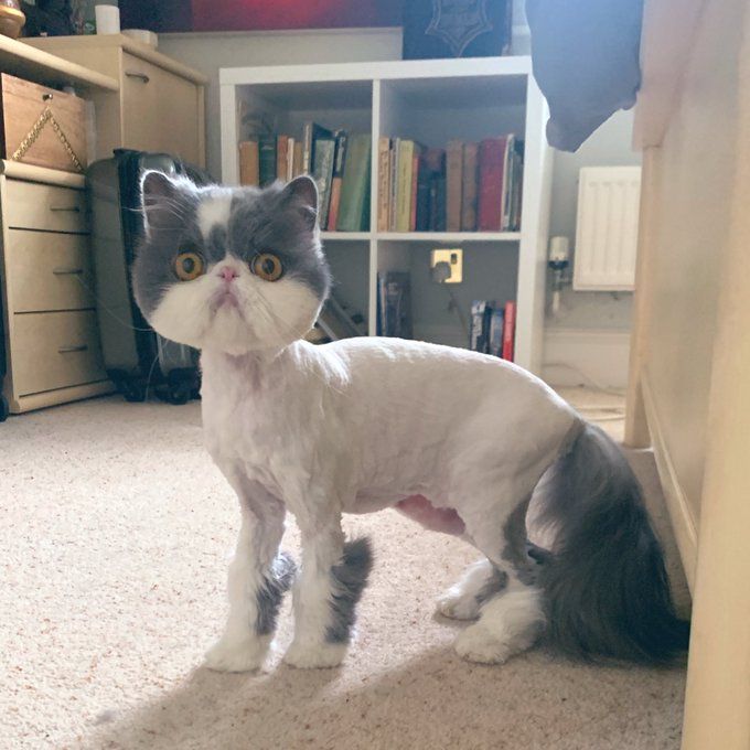 Home lion cut cat